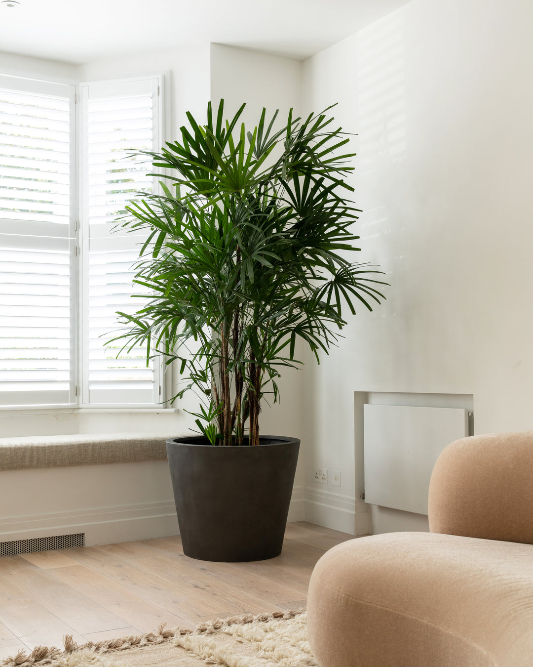 Bamboo Lady Palm