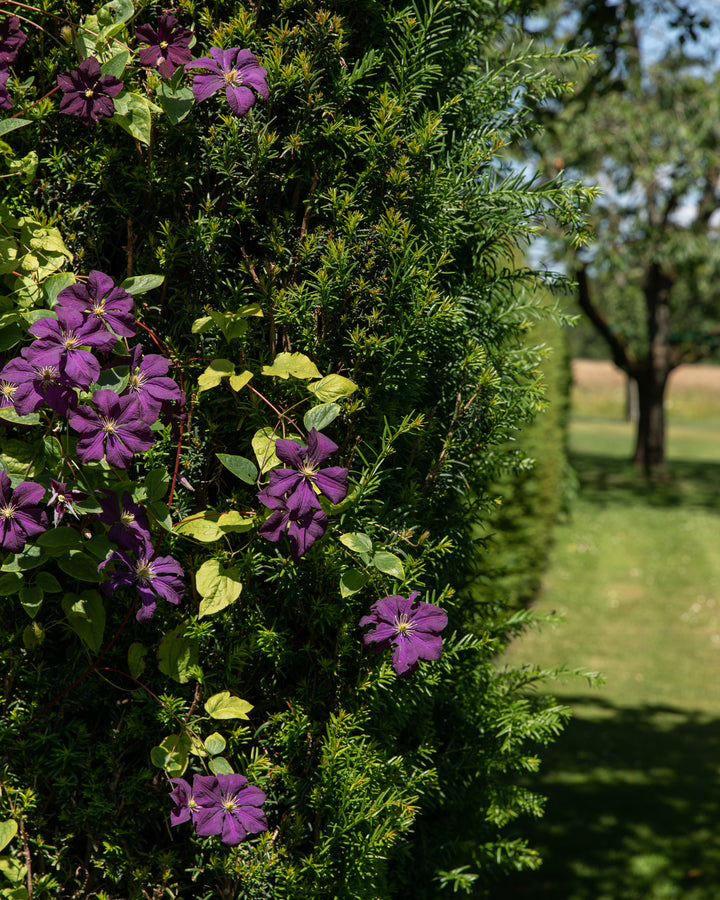 Purple Clematis