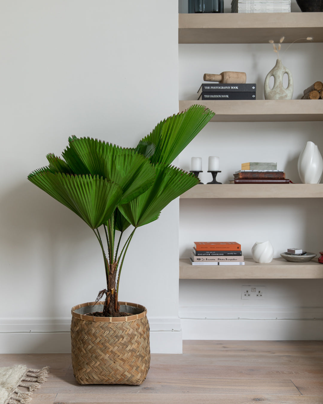 Ruffled Fan Palm