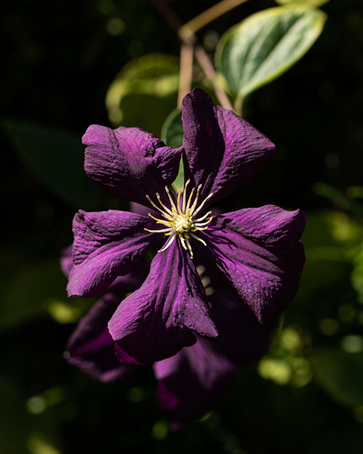 Purple Clematis