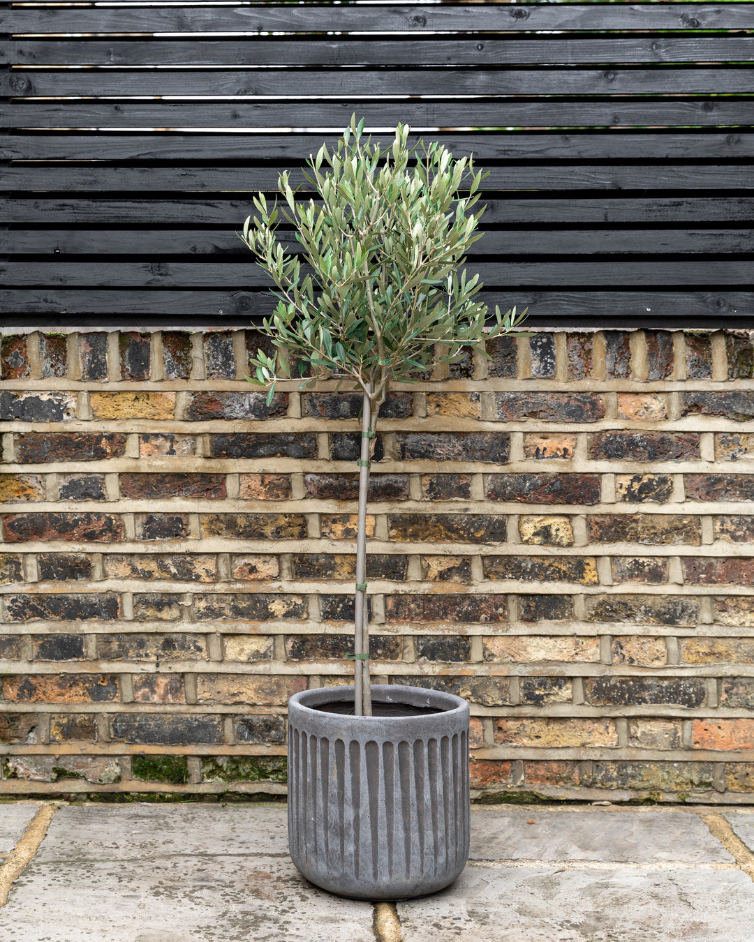 Olive Tree