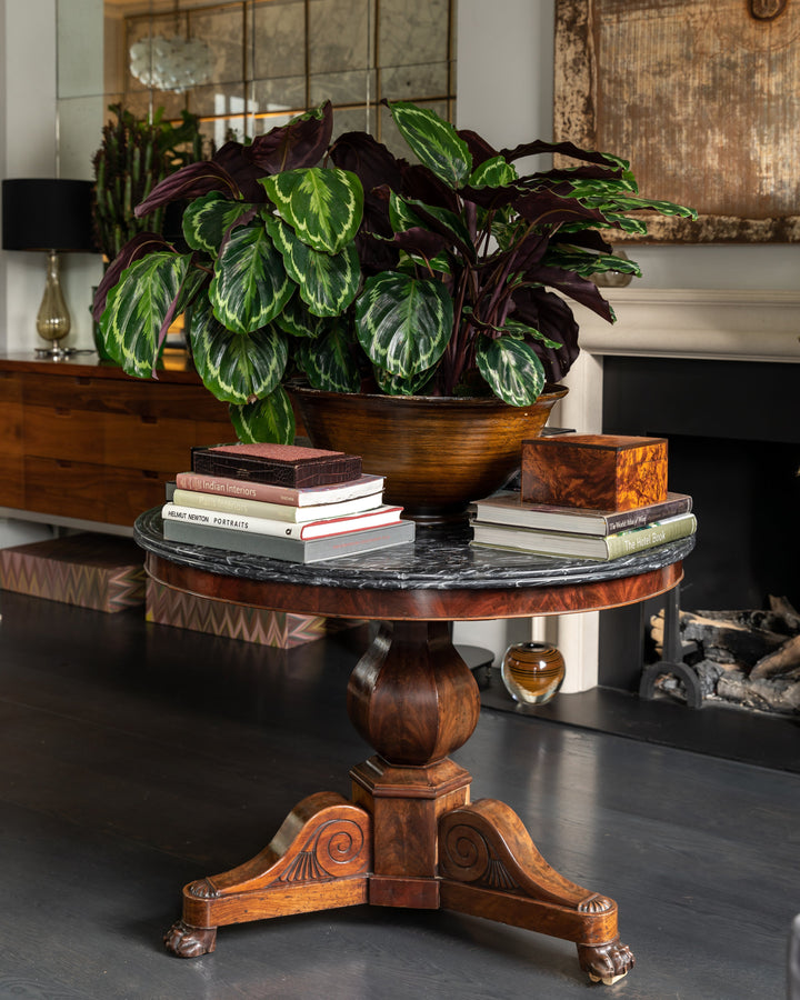 Prayer Plant