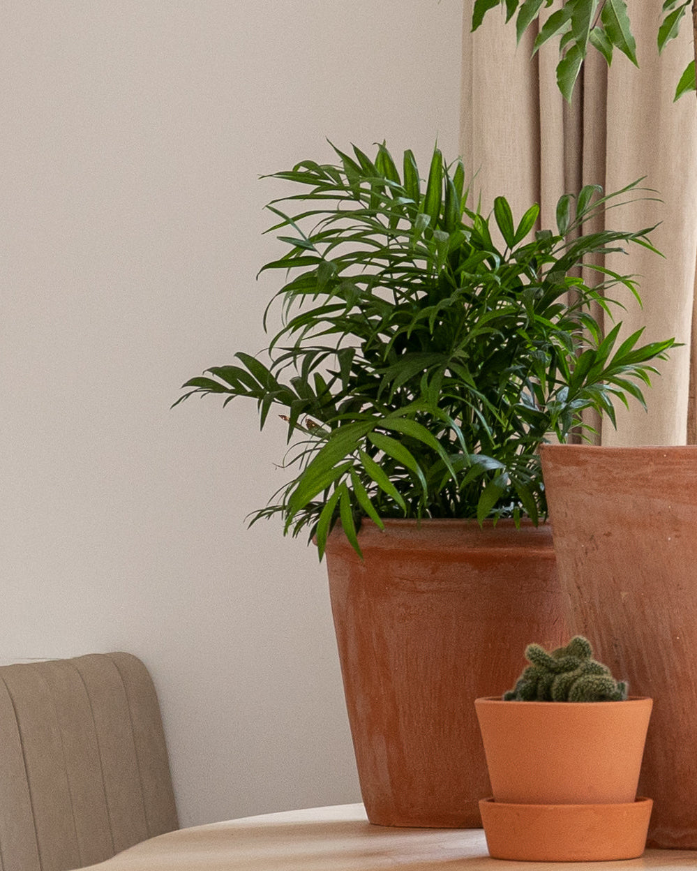 Parlour Palm