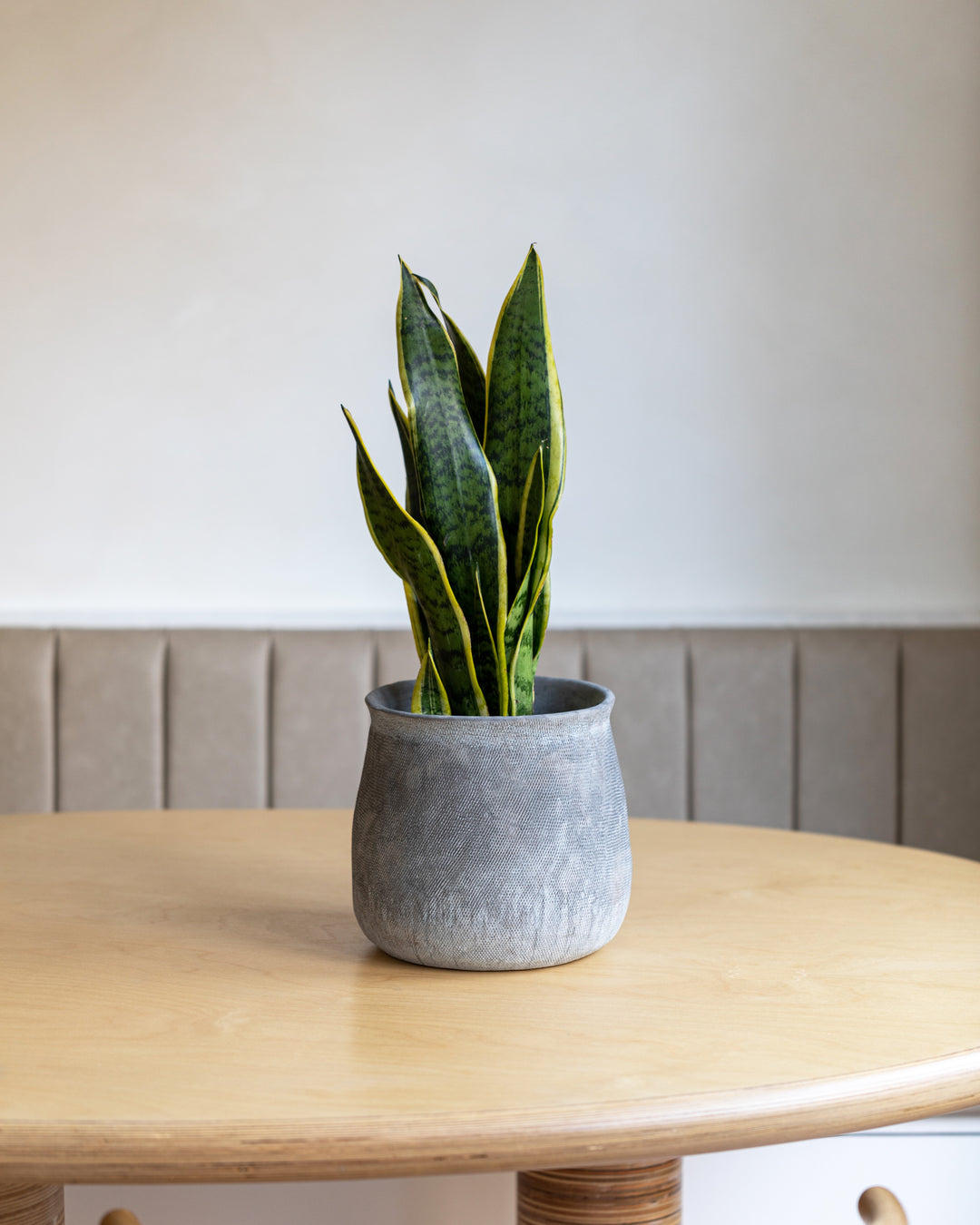 The Table Set — compact potted plants chosen to work together — Plant Drop