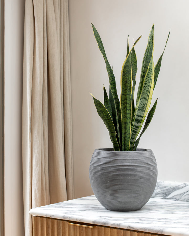 Snake Plant