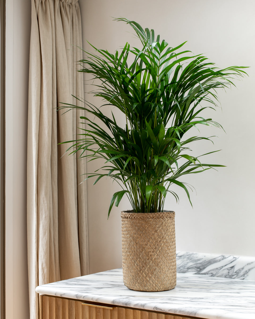 Areca Palm