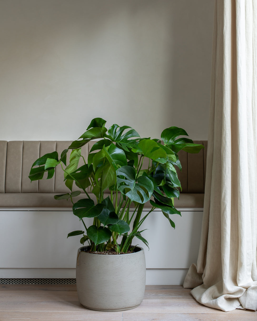 monstera deliciosa bush Swiss Cheese Mosspole Monstera Delicosa