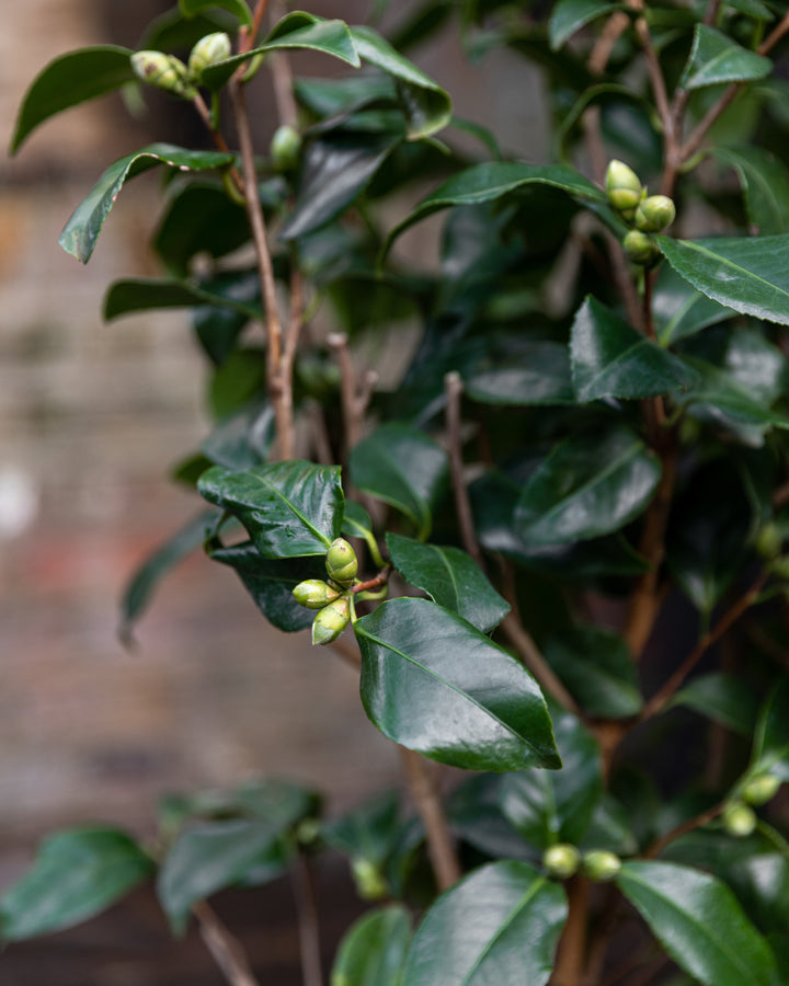 Camellia Bushes