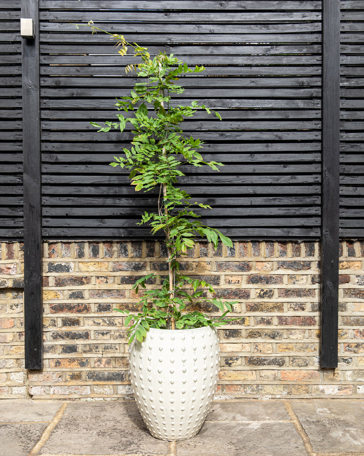 Wisteria Trellis