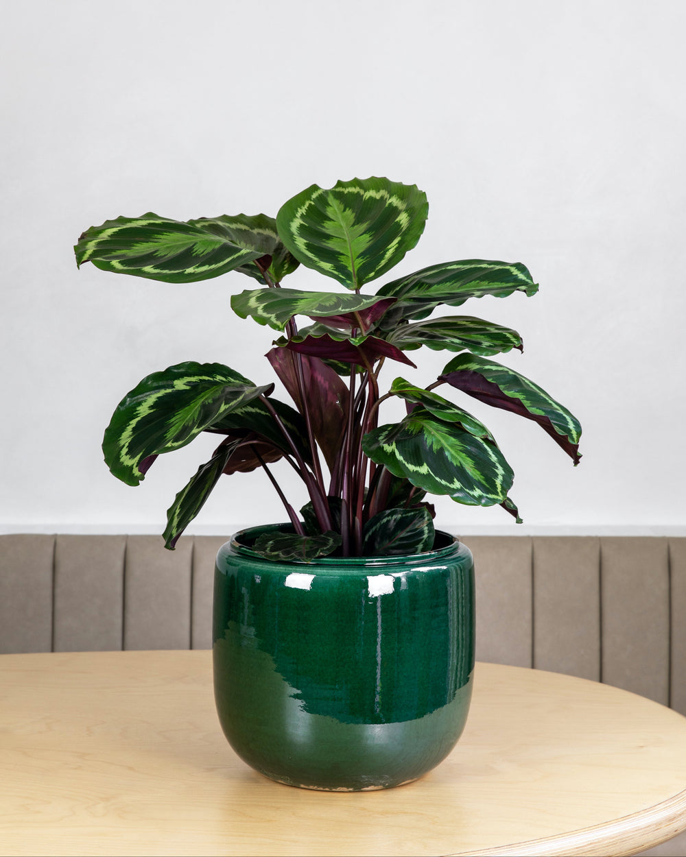 Potted plant with green leaves on a table against a plain wall