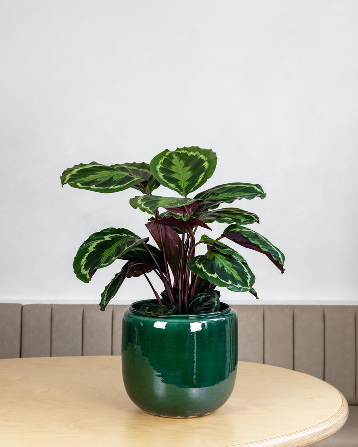 The Table Set — compact potted plants chosen to work together — Plant Drop