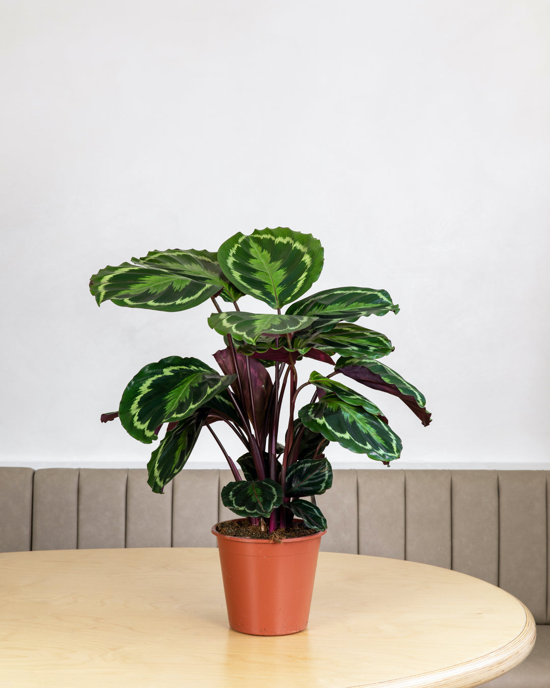 Prayer Plant