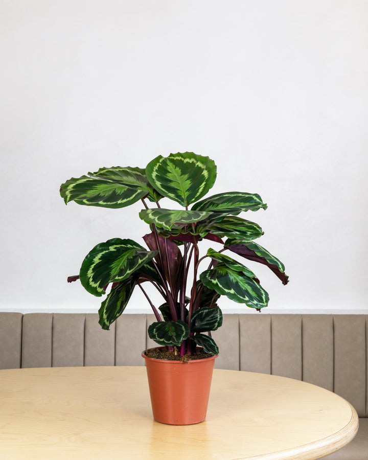 Prayer Plant