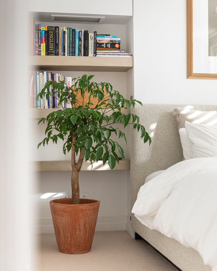 Quince Tree
