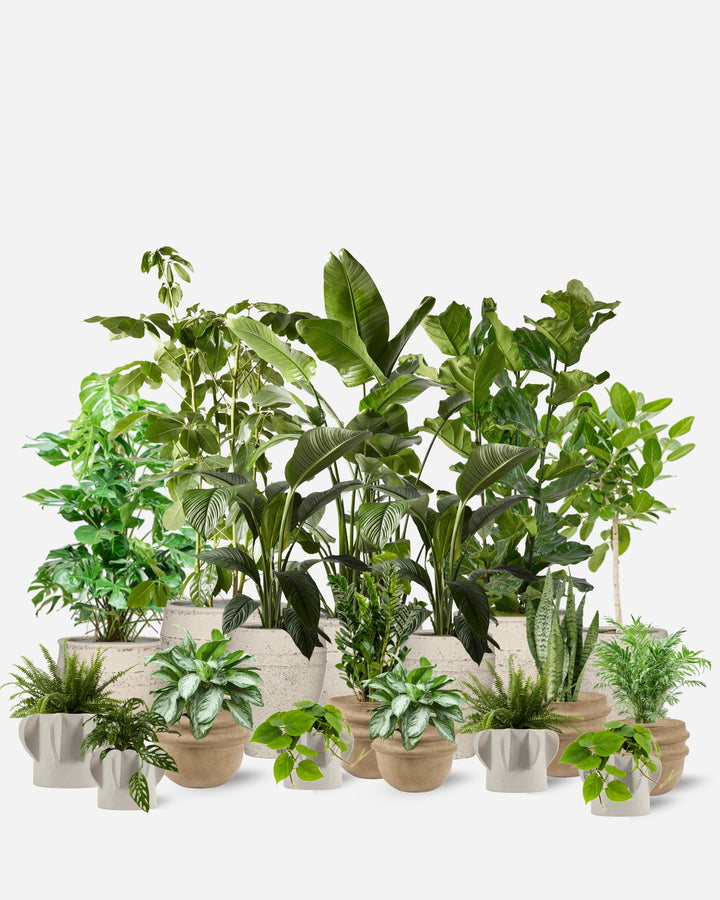 Sculptural Collection