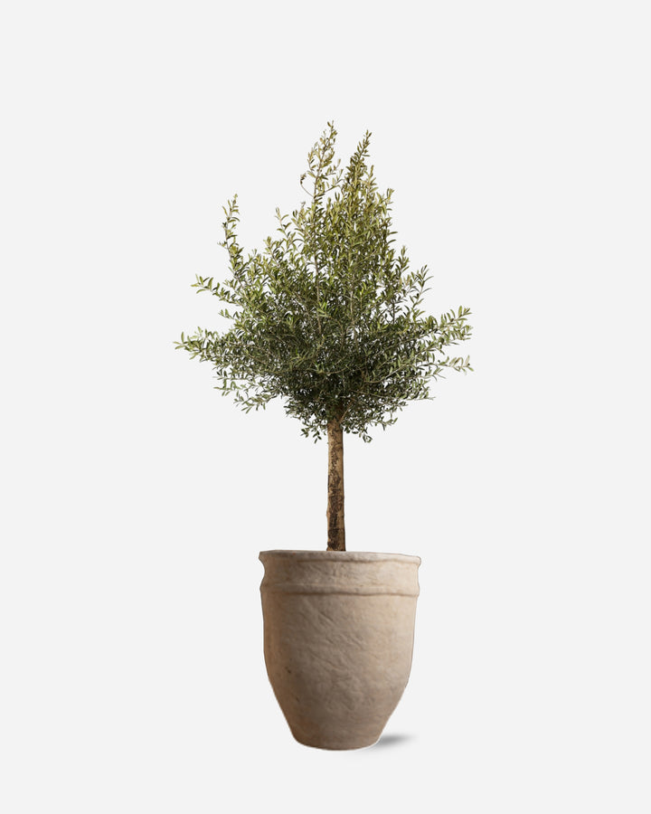 Potted Olive Tree