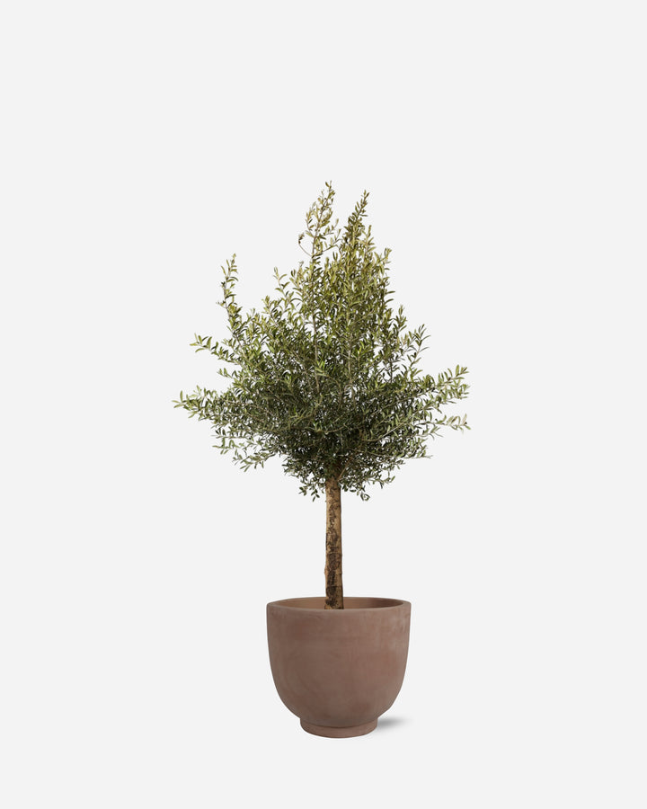 Potted Olive Tree