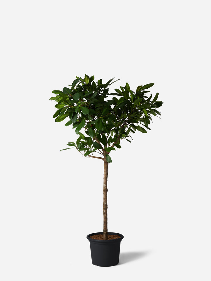 African Fig Tree
