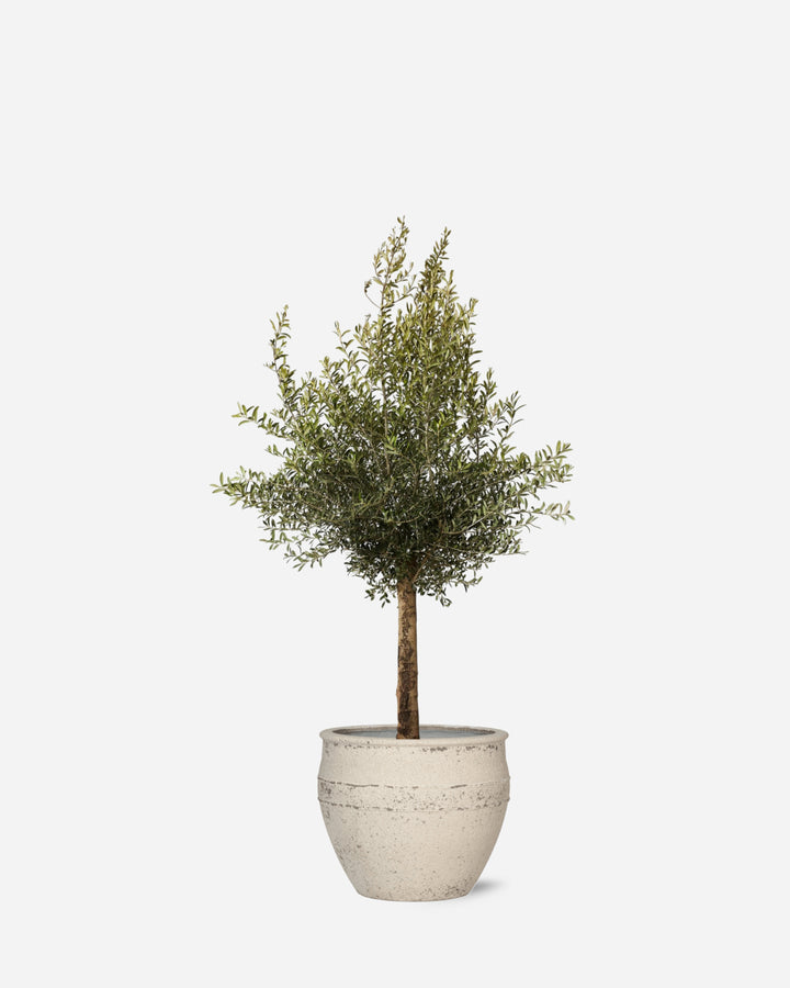 Potted Olive Tree