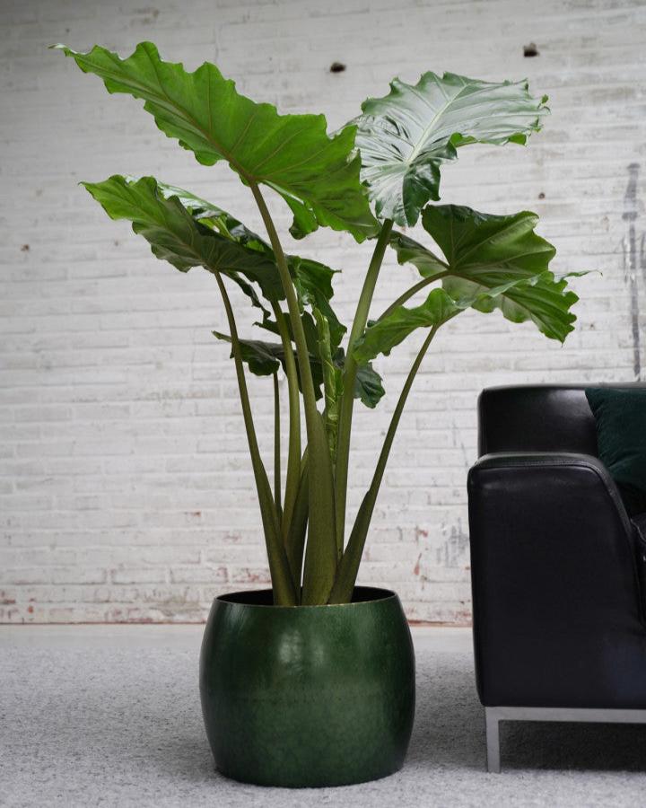 A large green Elephant Ear houseplant with glossy, heart-shaped leaves in a round, green pot, placed in a room with a brick wall and a dark chair.