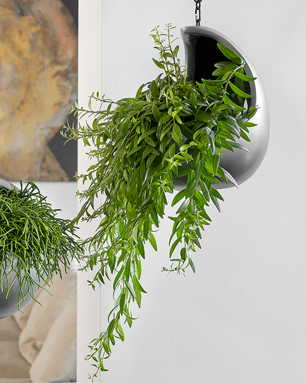 Hanging plant in a modern, half-moon shaped silver pot against a white wall.