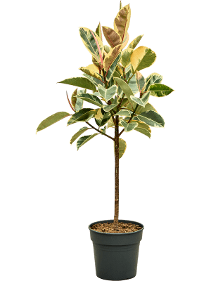 Camouflage Rubber Plant