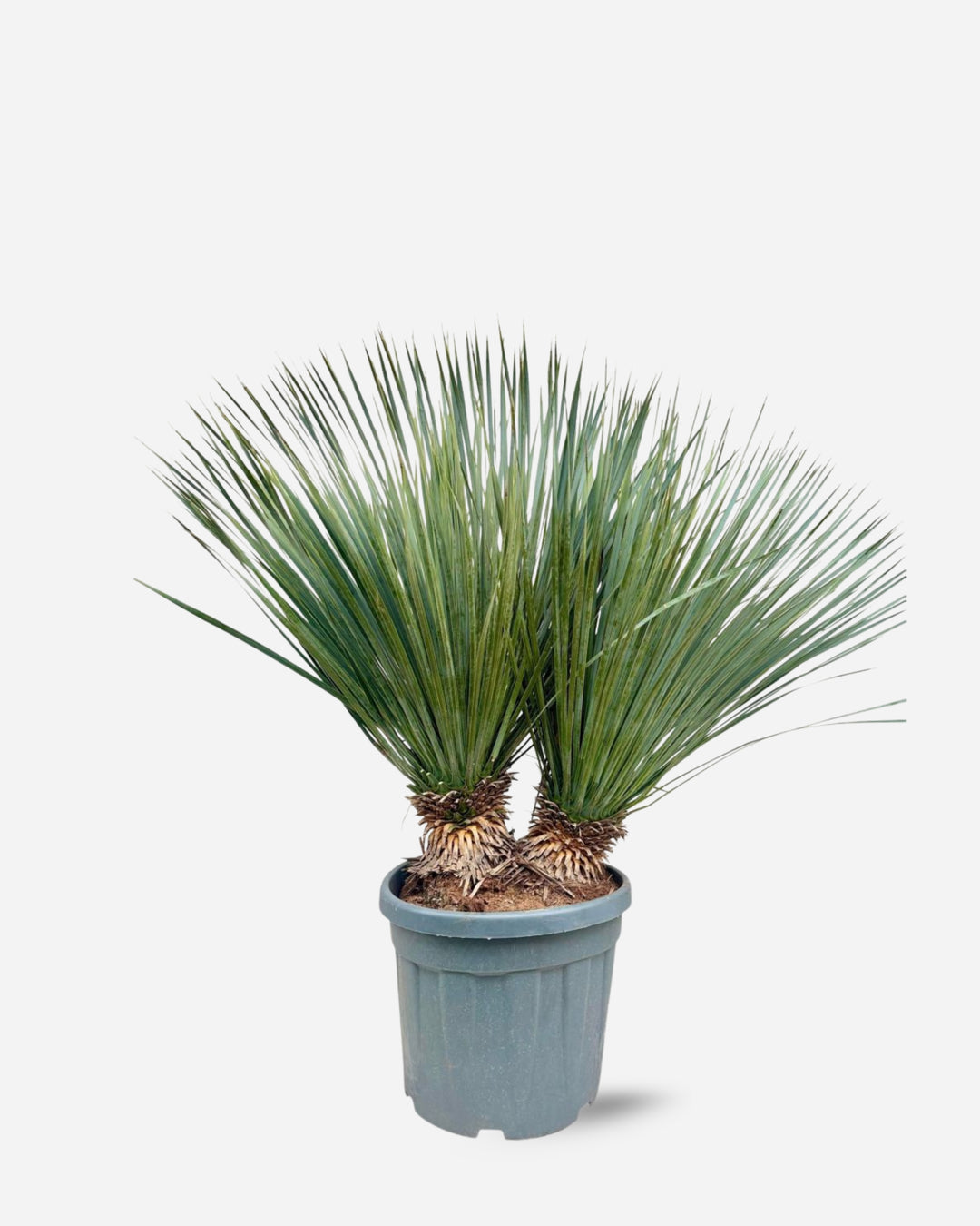 Yucca Rostrata trunk and foliage detail — Plant Drop