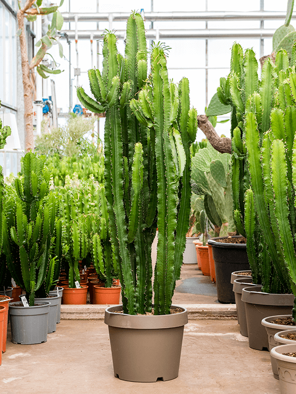 Desert Cactus