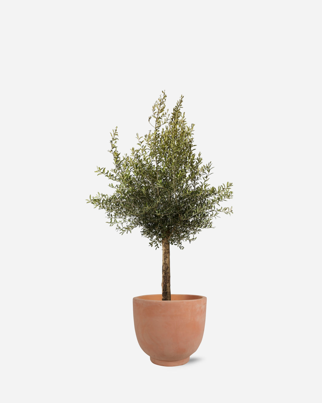 Potted Olive Tree
