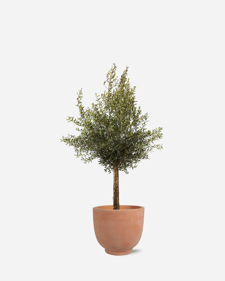 Potted Olive Tree