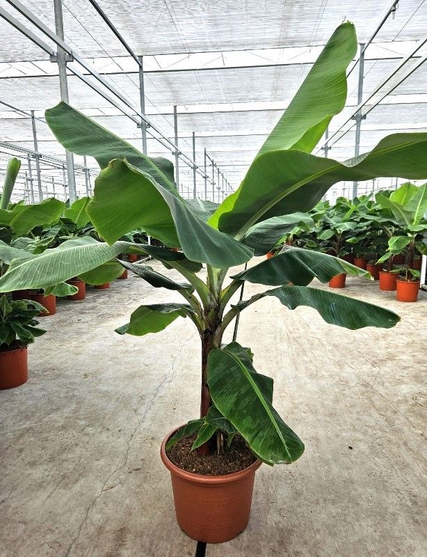 Banana Tree