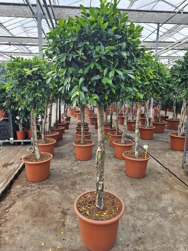 Indian laurel