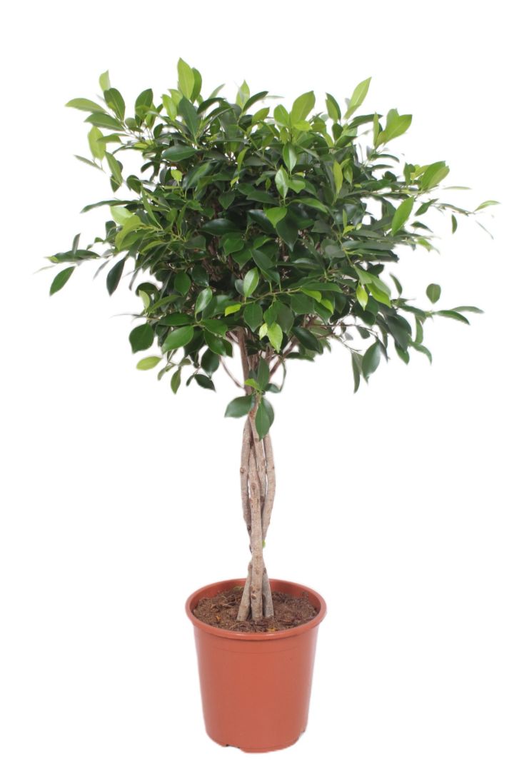 Indian laurel