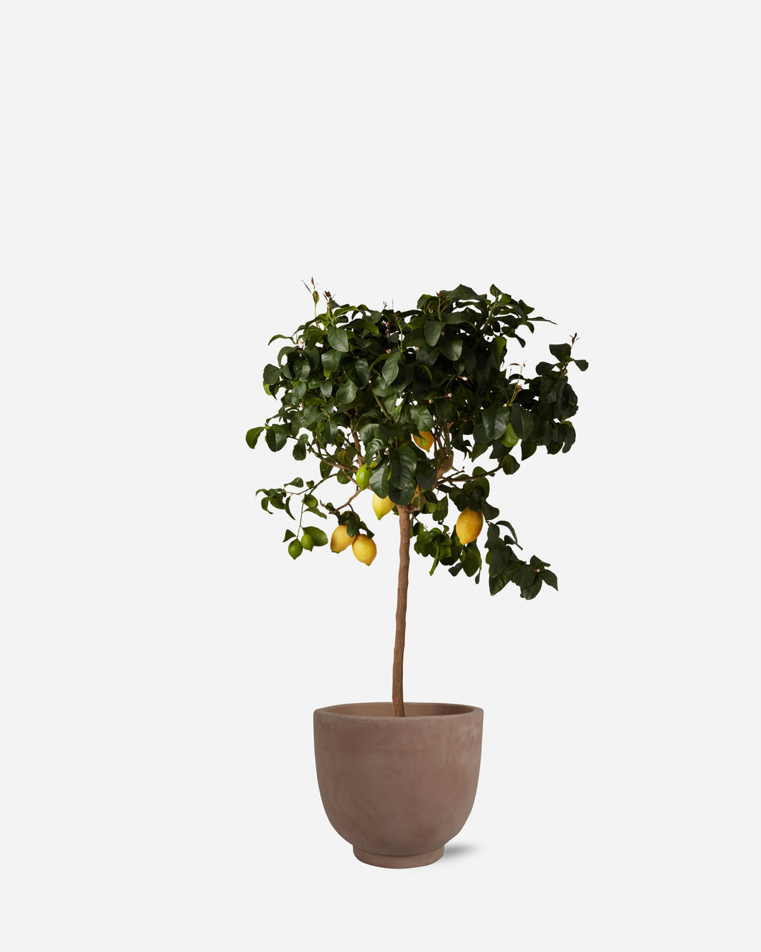 Potted Lemon Tree