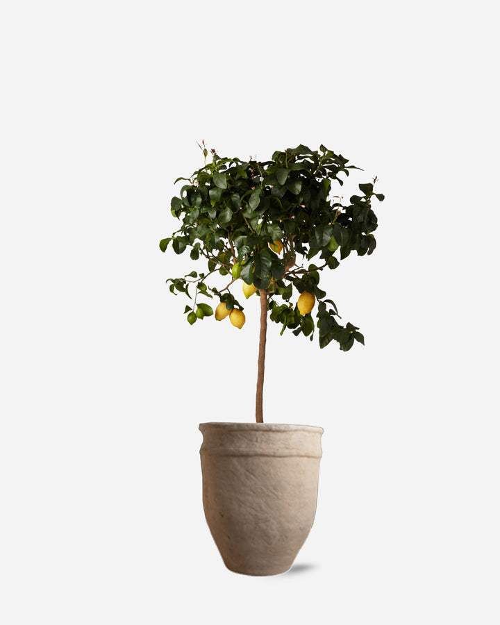 Potted Lemon Tree