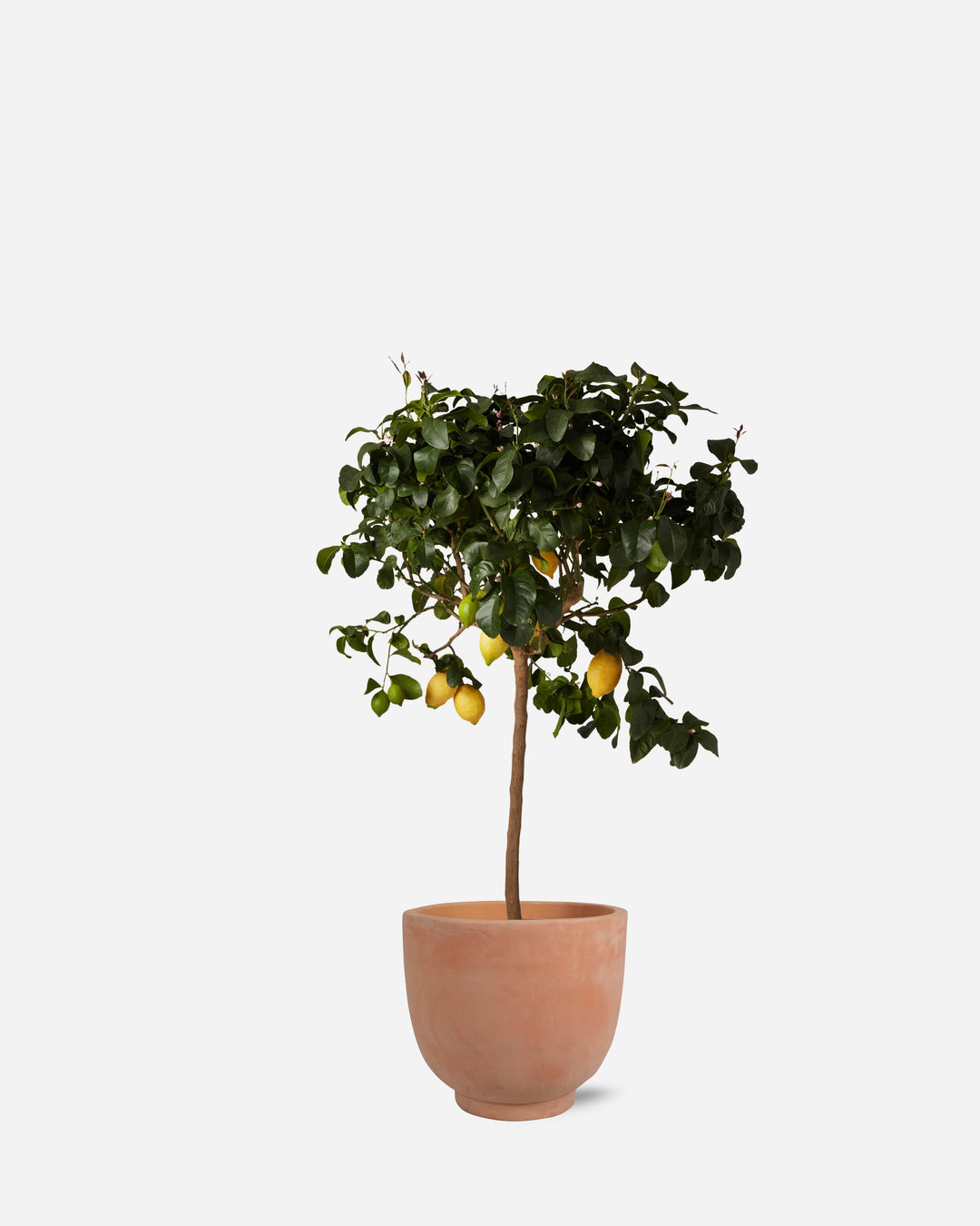 Potted Lemon Tree
