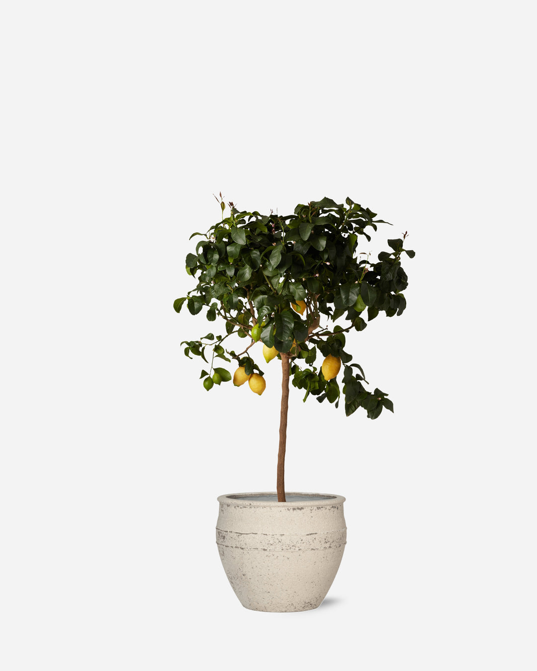 Potted Lemon Tree