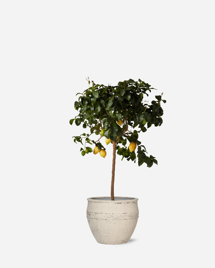 Potted Lemon Tree