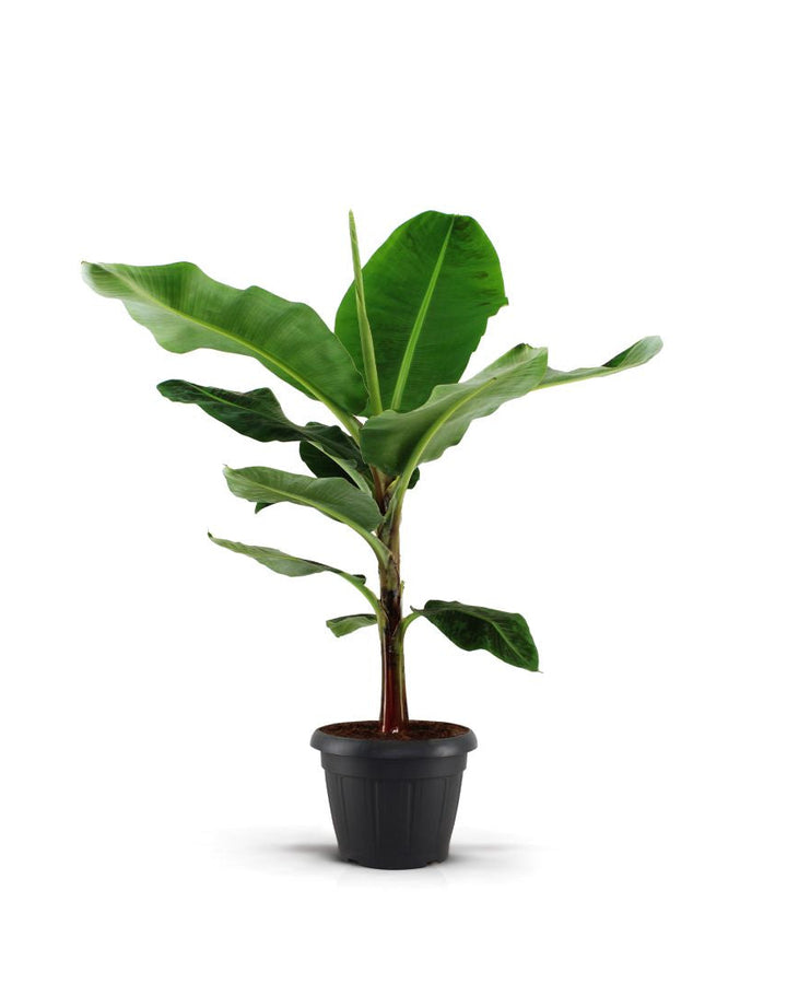 Potted banana plant on a white background