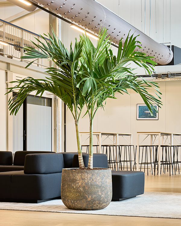 Potted plant in a modern indoor setting with furniture and decor.