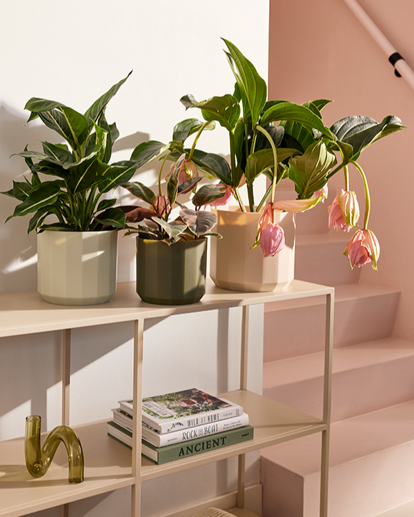 Facet Planters