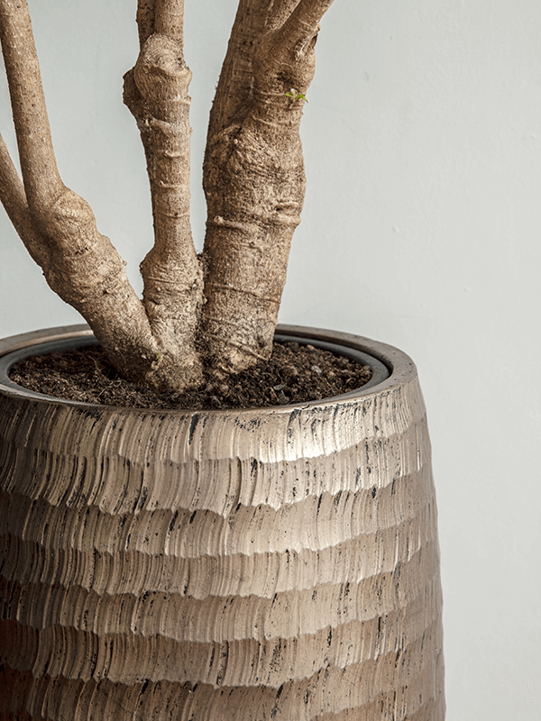 Shade Aralia