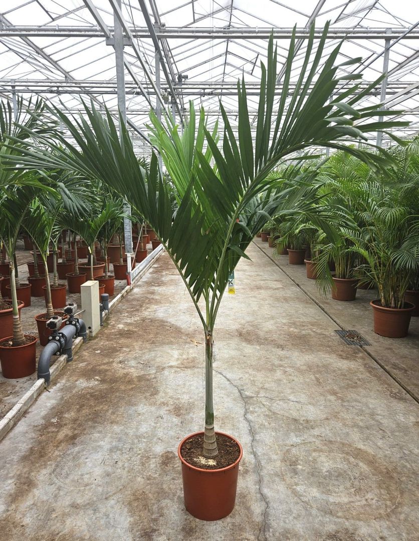 Lush Manila Palm