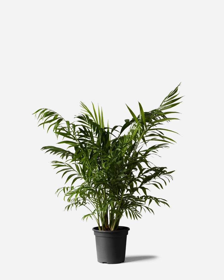 Parlour Palm