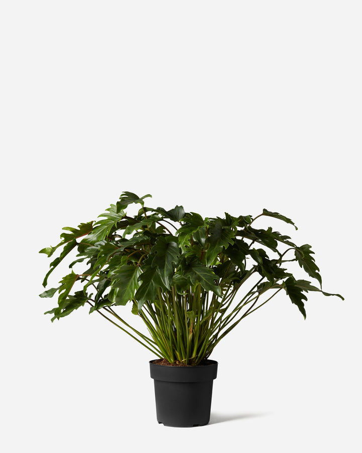 Philodendron Xanadu