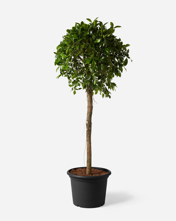 Indian laurel
