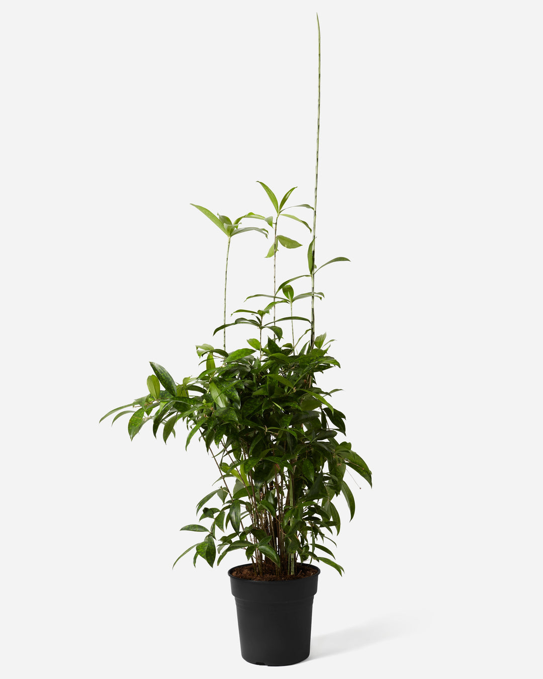Potted plant on a white background