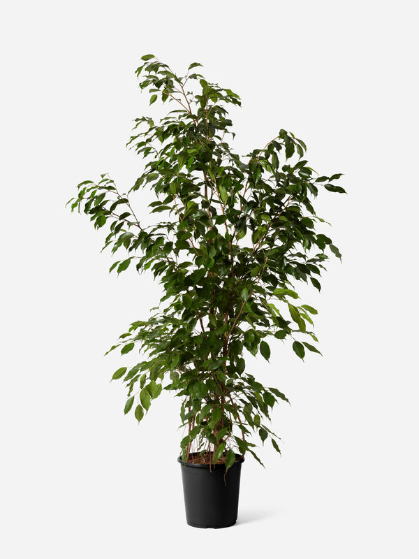 Weeping Fig Bush