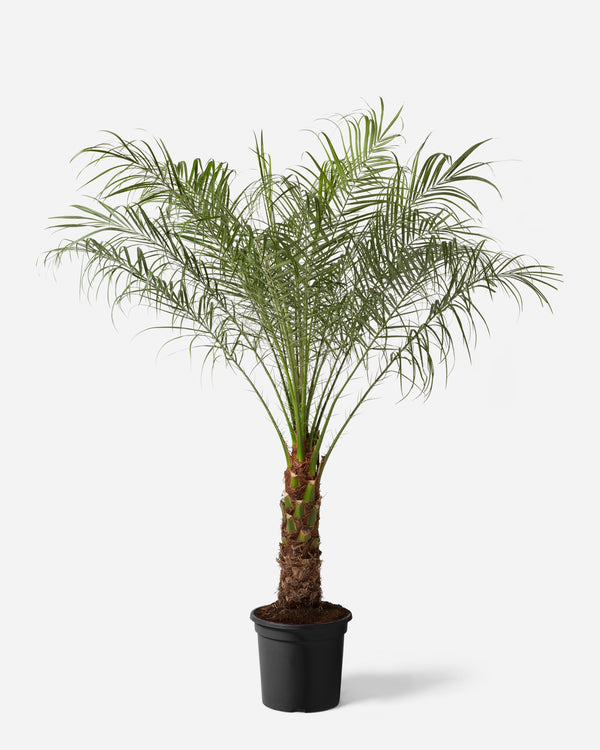 Miniature Date Palm