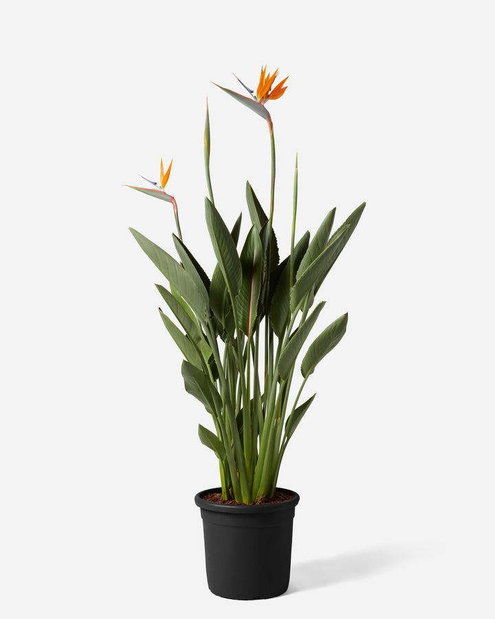 Orange Birds of Paradise